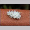 Marienkaeferlarve - Scymninae sp 01.jpg